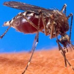Moustique Aedes