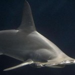 Le Japon sauve sa soupe : mais pas les requins