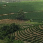 Plantations café (Brésil)