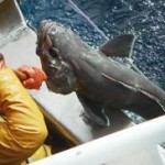 Pêche (Scapêche)