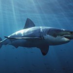 requin 2
