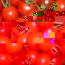tomates.JPG