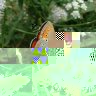 Lycaena_dispar.jpg
