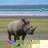 White_Rhino_in_Lake_Nakuru_.jpg