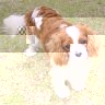 cavalier_king_charles.jpg