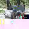 chien_beauceron.JPG
