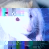 rat.JPG