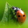 acap_spp_pesticides.JPG