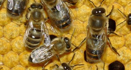 Abeilles dans une ruche