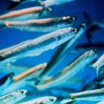 Anchois