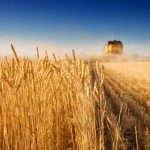 Agriculture culture blé