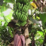 Régime de bananes avec fleur