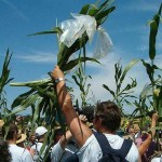 Arrachage de maïs OGM - crédits Jean-Marc Desfilhes