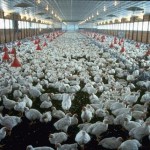 Elevage industriel de poulets (crédits Joe Valbuena)