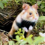 Grand Hamster d'Alsace 2