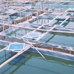 Aquaculture ferme élevage