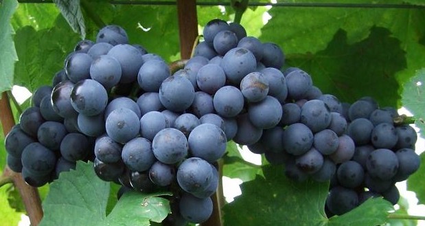 VITICULTURE – Des vendanges 2013 faibles et tardives