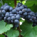 Raisin vigne