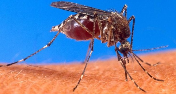 Moustique Aedes
