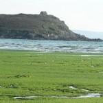 Pollution algues vertes Bretagne