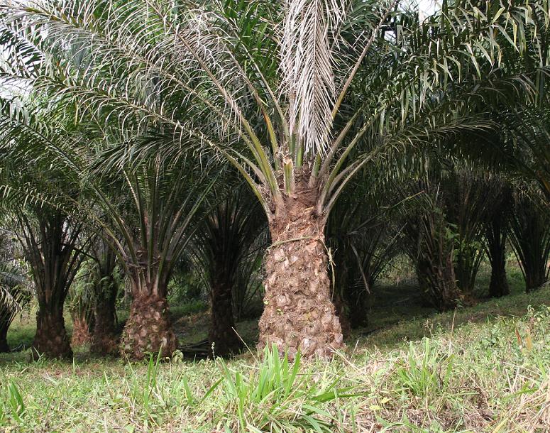 HUILE DE PALME – Le FFAS favorable à une utilisation « raisonnée »