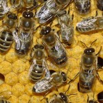 Ruche abeilles