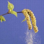 pollens de bouleau