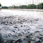 élevage poissons