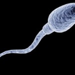 Spermatozoide
