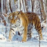 Tigre Sibérie