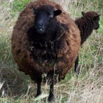 mouton d'Ouessant