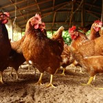 Poulets