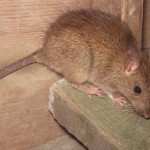 rat