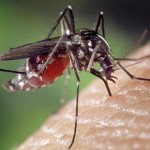 Moustique Aedes albopictus