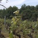 vignes endommagées