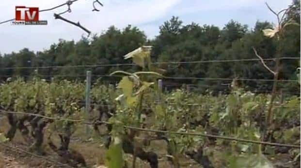 ORAGES – Des vignobles d’appellation Vouvray ravagés