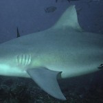 Requin bouledogue