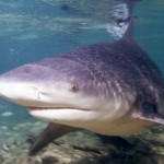 Requin bouledogue - crédit Albert Kok
