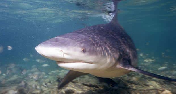 Requin : la cohabitation se complique à La Réunion