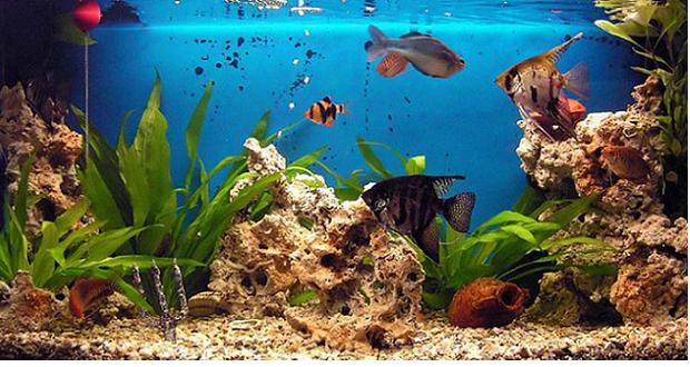 Aquariums : attention danger, les bactéries attaquent - Enviro2B