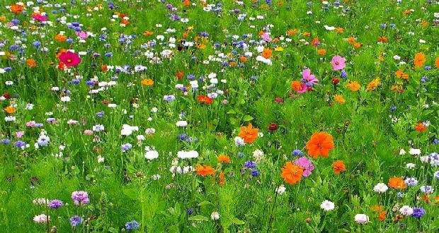 La perte de biodiversité inquiète les européens