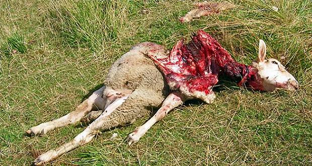 Brebis tuée par une attaque de loup