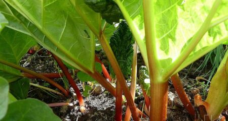 Rhubarbe