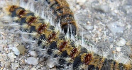 Chenille processionnaire