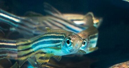 Poissons zèbres