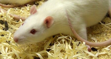 Rat de laboratoire