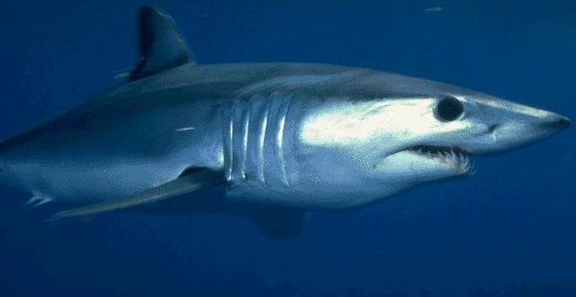 Barcelone : l’alerte aux requins est levée
