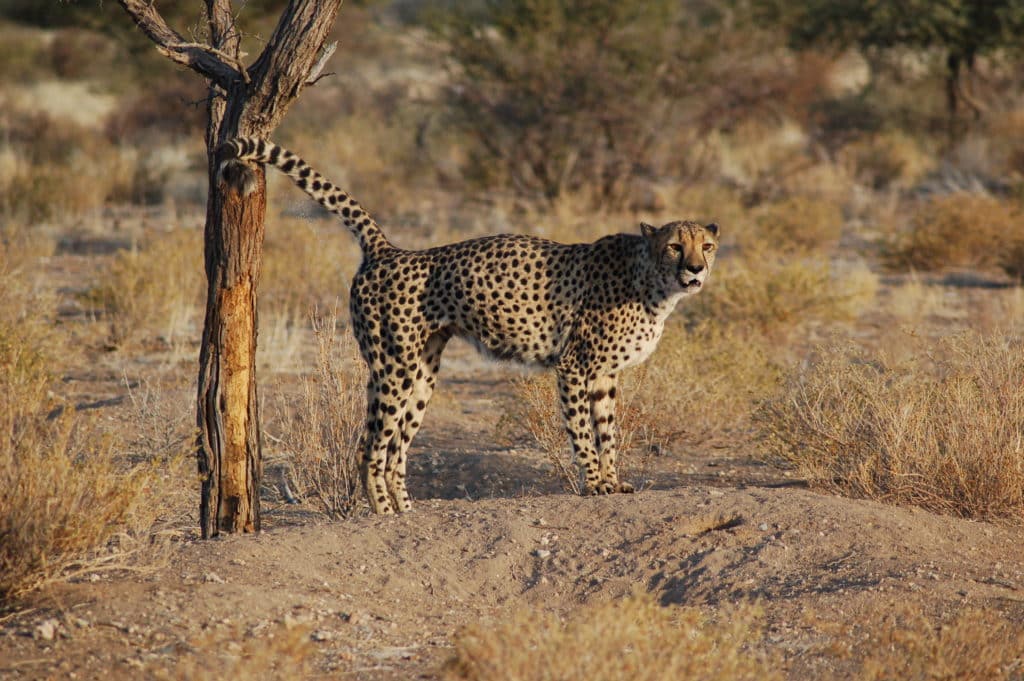 Le guépard et la girafe sont désormais menacés d’extinction