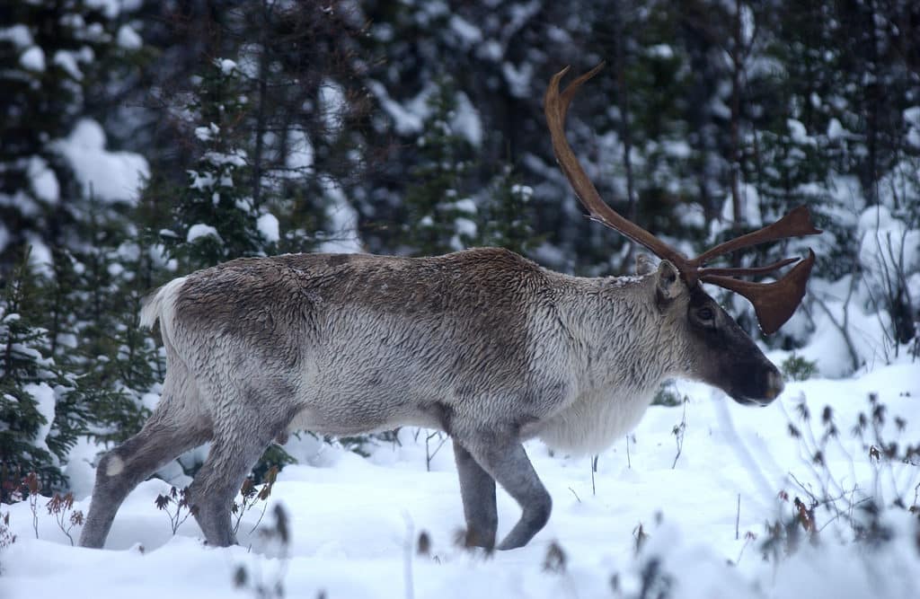 Le cyberbraconage menace les animaux du monde entier !