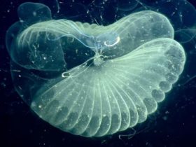 pollution-plastique-planctons-fond-oceans